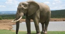 Describing an Elephant